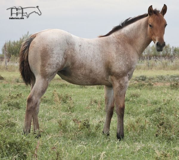 Montoya Sierra's 2016 Filly